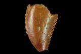 Serrated, Raptor Tooth - Real Dinosaur Tooth #158937-1